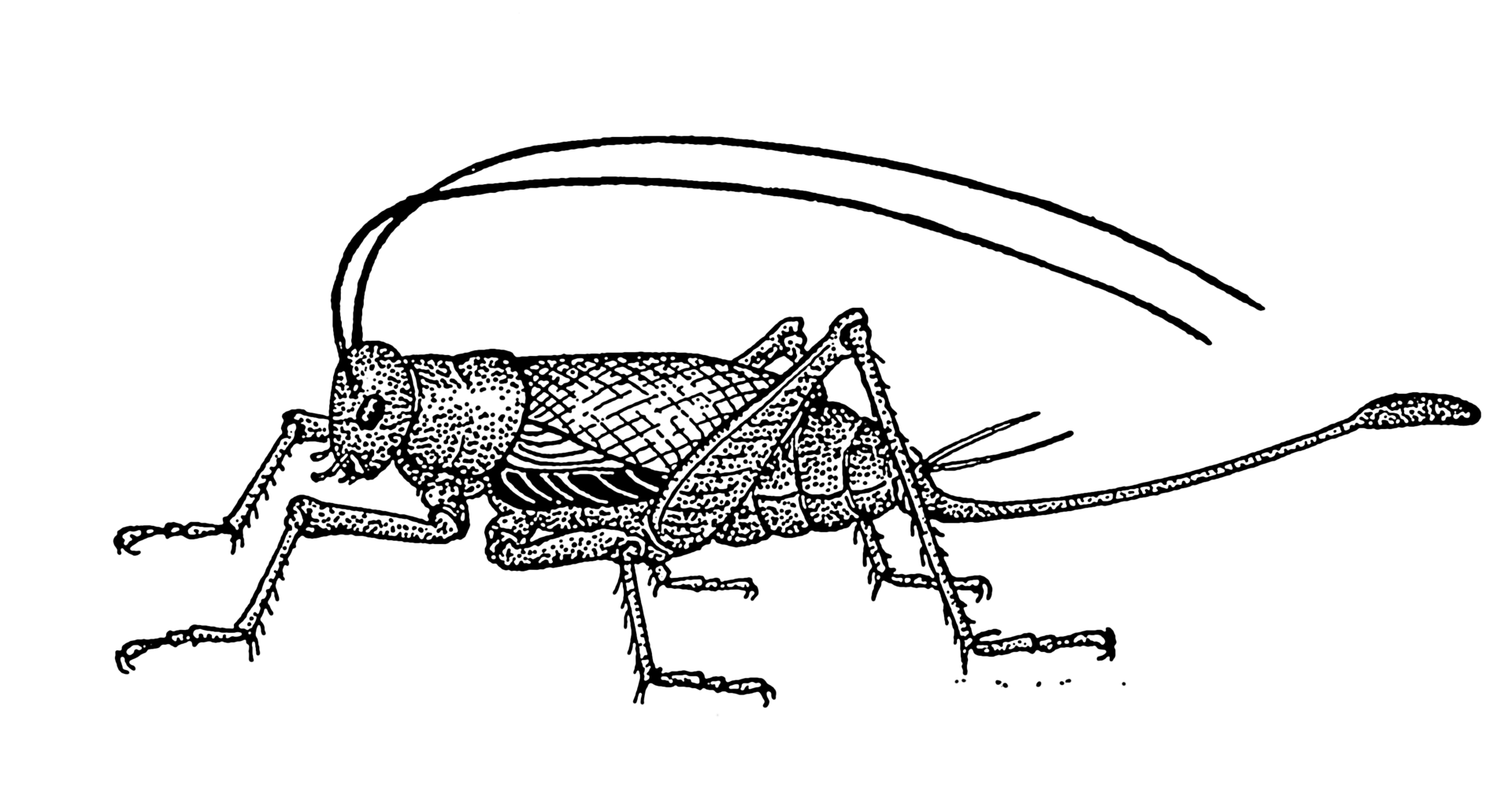 Cricket Insect Drawing at Explore collection of