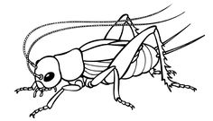 236x135 The Cunning Little Vixen - Cricket Insect Drawing