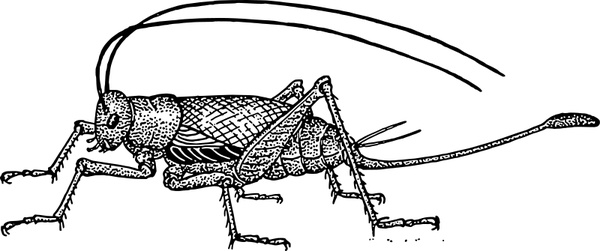 600x251 Cricket Free Vector In Open Office Drawing - Cricket Insect Drawing
