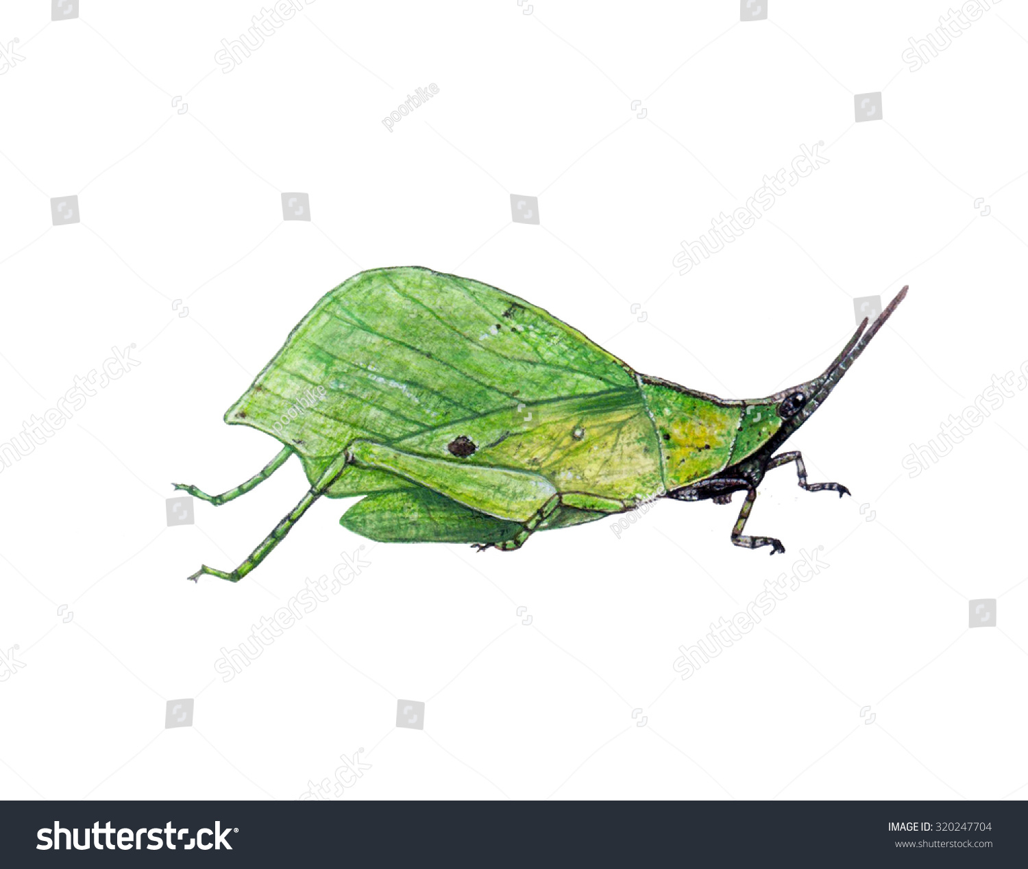 1500x1269 cricket insect abstract drawing bug paintingleaf - Cricket Insect Drawing