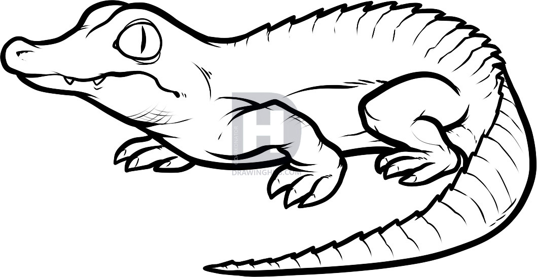 1059x547 how to draw a baby crocodile, baby crocodile, step - Croc Drawing