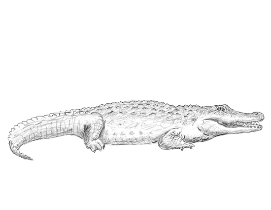 550x425 how to draw a crocodile - Croc Drawing