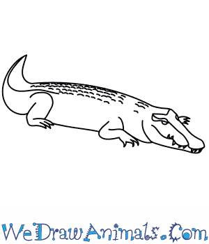 300x350 how to draw a saltwater crocodile - Croc Drawing