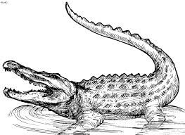 263x192 crocodile drawings for kids - Croc Drawing