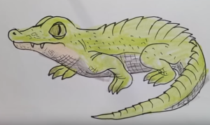 300x178 how to draw a cute crocodile cartoon draw cute animals - Crocodile Cartoon Drawing