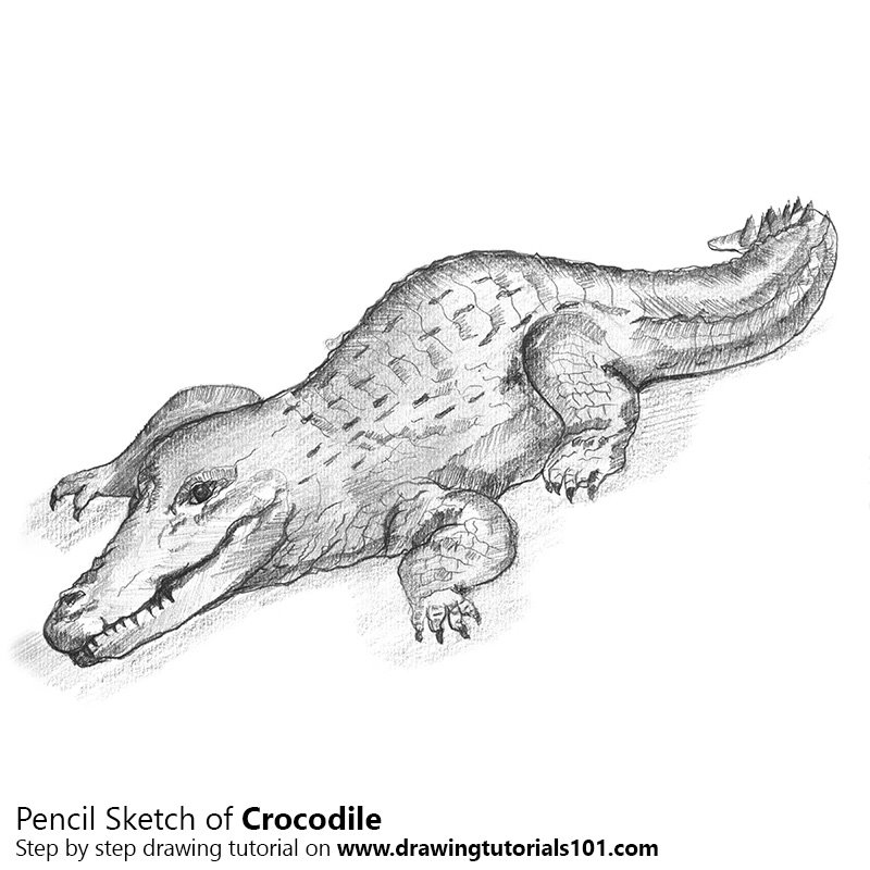 800x800 Crocodile Pencil Drawing - Crocodile Drawing