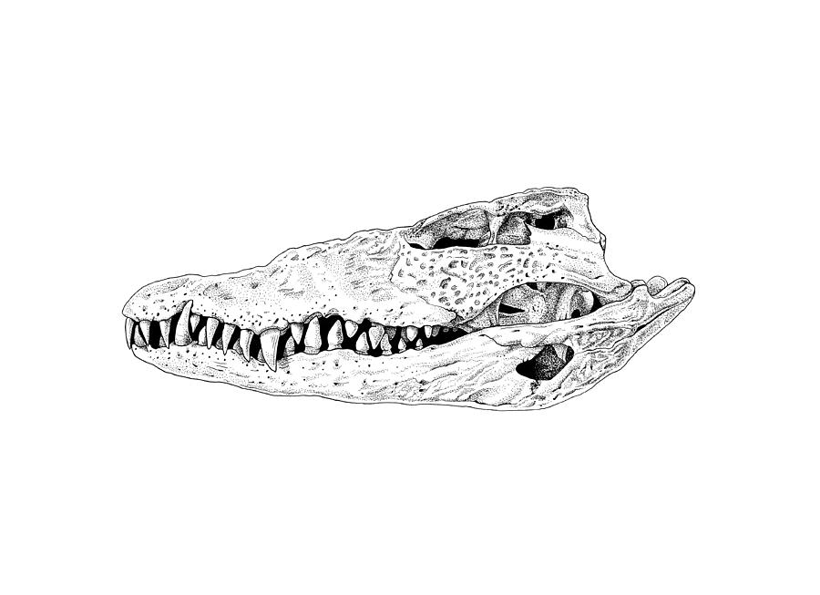 900x653 Crocodile Skull Drawing - Crocodile Drawing