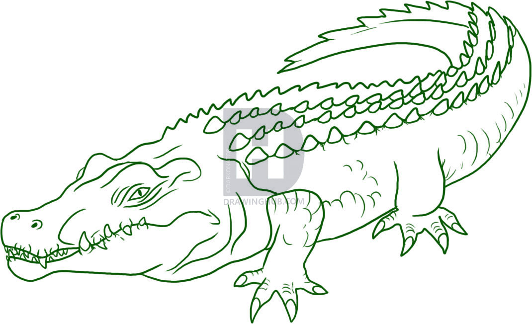 1070x652 How To Draw A Crocodile, Step - Crocodile Drawing