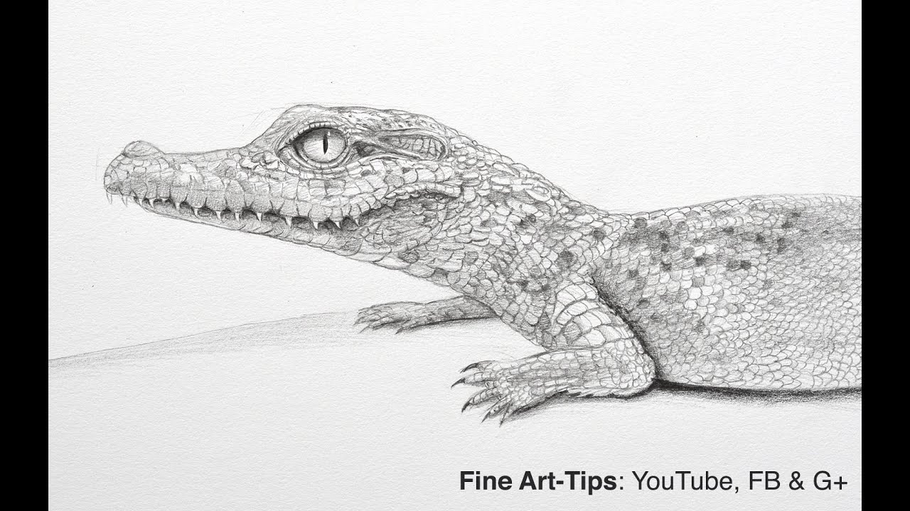 1280x720 How To Draw A Baby Crocodile - Crocodile Drawing