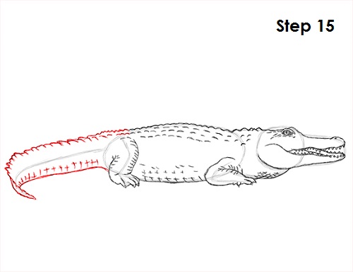 500x386 How To Draw A Crocodile - Crocodile Drawing