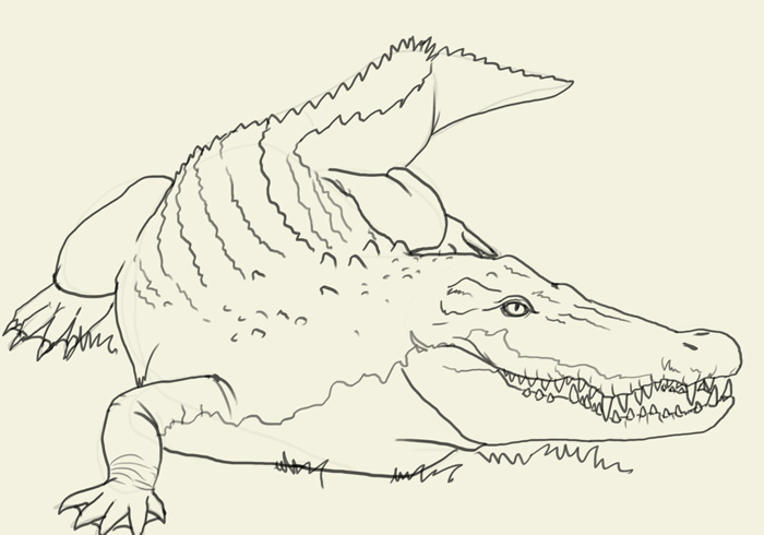 700x490 How To Draw Crocodile - Crocodile Drawing