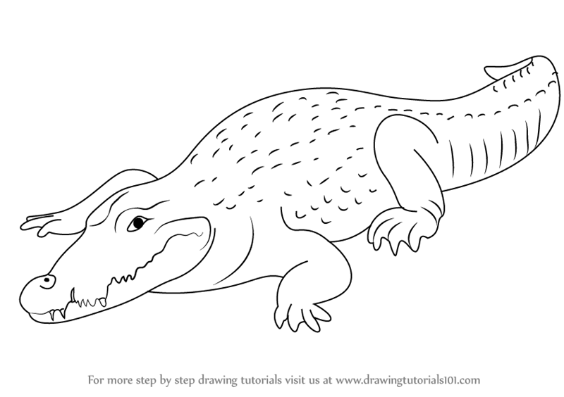 800x564 Learn How To Draw A Crocodile - Crocodile Drawing