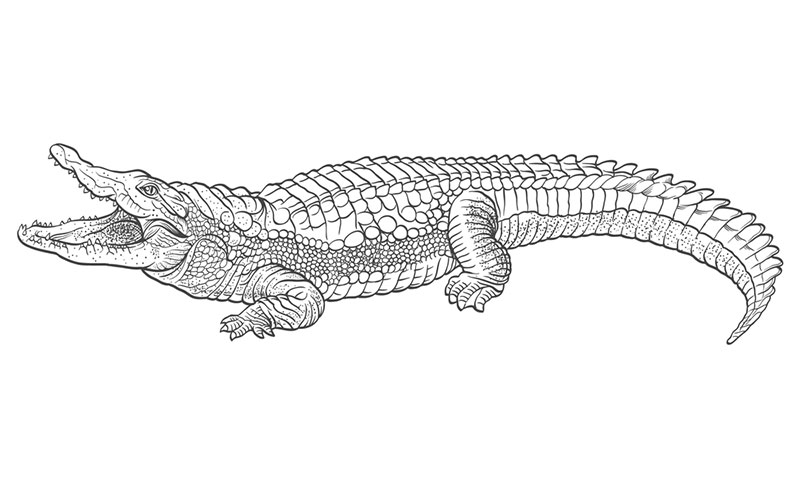 Крокодил рисунок карандашом