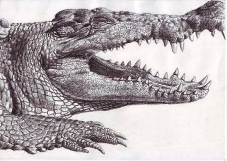 448x319 Crocodile - Crocodile Drawing