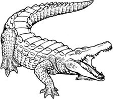 236x196 Crocodile Sketch - Crocodile Drawing