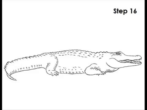 480x360 How To Draw Crocodile - Crocodile Drawing