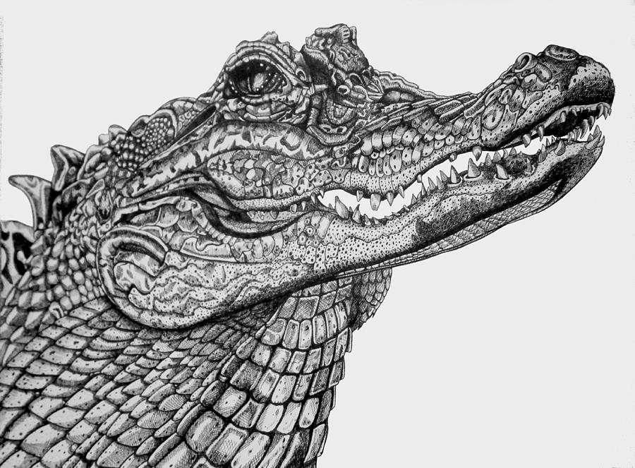 Crocodile Drawing at Explore collection of