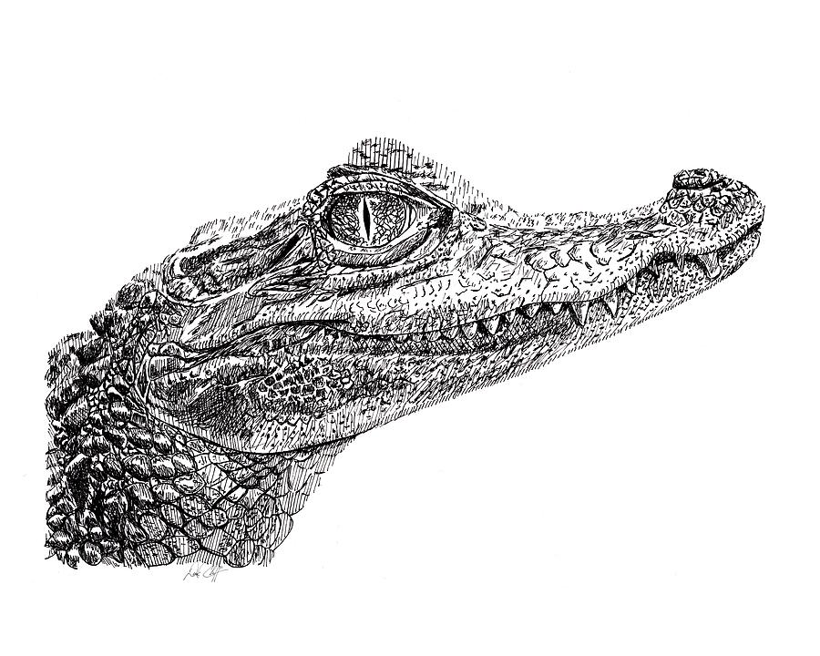 900x720 Baby Crocodile Drawing - Crocodile Drawing