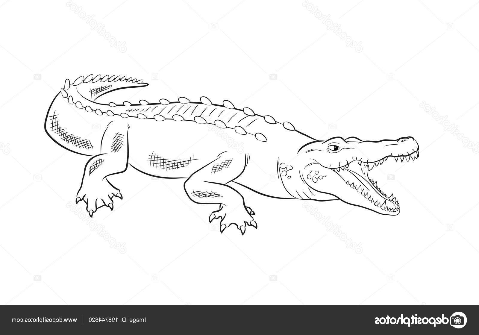 1600x1119 best stock illustration crocodile drawing vector cdr - Crocodile Drawing
