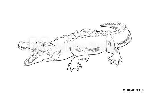 500x319 Crocodile Drawing Vector Illustration - Crocodile Drawing
