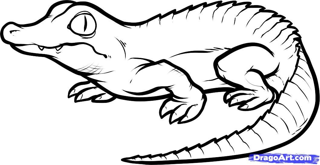 1059x547 How To Draw A Baby Crocodile, Baby Crocodile, Step - Crocodile Drawing For Kid