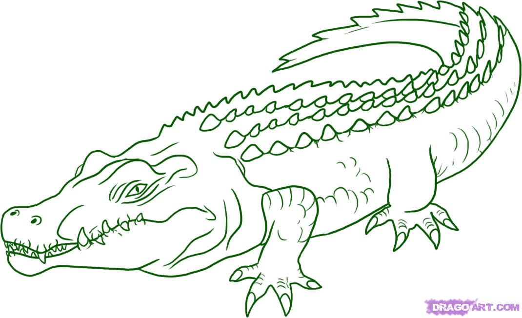 1070x652 How To Draw A Crocodile, Step - Crocodile Drawing For Kid
