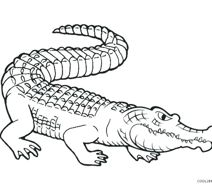 678x600 Cute Alligator Coloring Pages Drawn Baby Crocodile Line Drawing - Crocodile Line Drawing