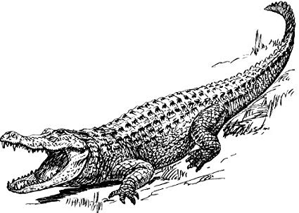 Crocodile Line Drawing At Paintingvalley.com 