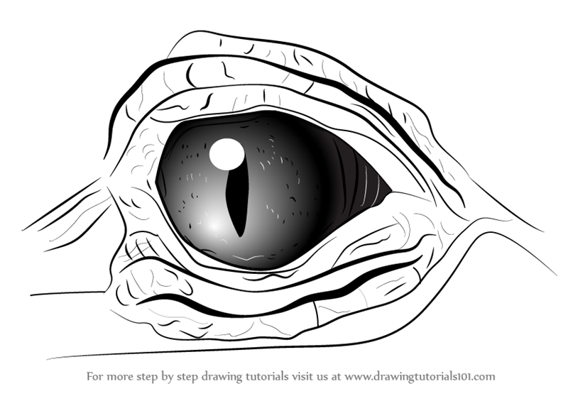 800x565 Learn How To Draw Crocodile Eyes - Crocodile Line Drawing