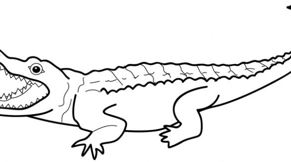 585x325 crafty inspiration outline of an alligator drawing at getdrawings - Crocodile Outline Drawing