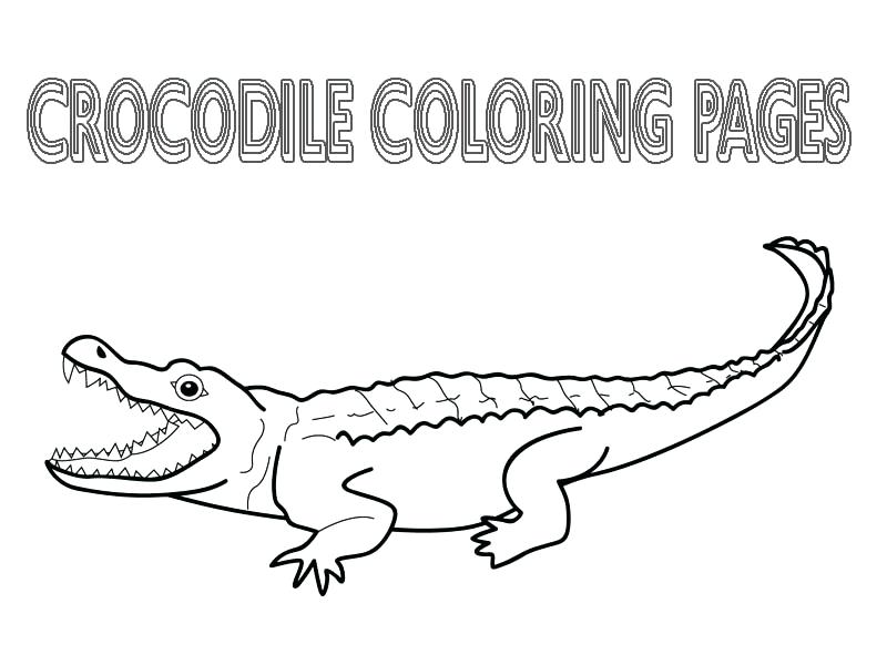 800x600 Crocodile Coloring Sheet Outline Printable Free Alligator Pages - Crocodile Outline Drawing