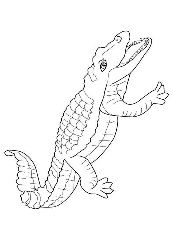 595x842 crocodile outline printable crocodiles colour drawing hd wallpaper - Crocodile Outline Drawing