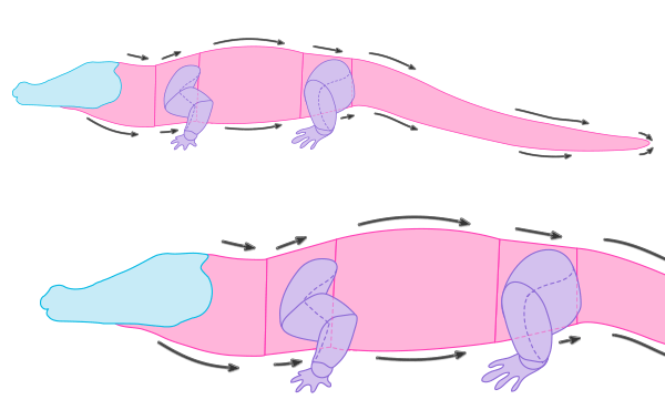 600x379 how to draw animals crocodiles, alligators, caimans and gharials - Crocodile Outline Drawing