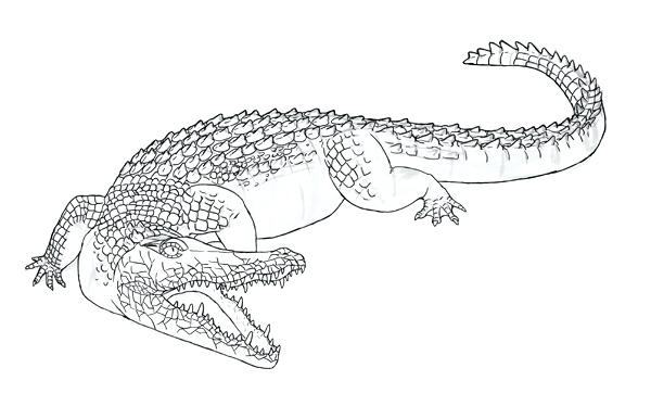 Crocodile Outline Drawing at PaintingValley.com | Explore collection of ...