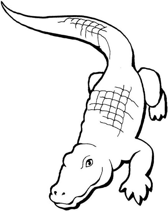 540x679 Best Coloring Book Pages Images Crocodile Outline - Crocodile Outline Drawing