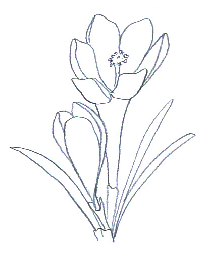 408x510 crocus amazing drawing drawing skill - Crocus Drawing