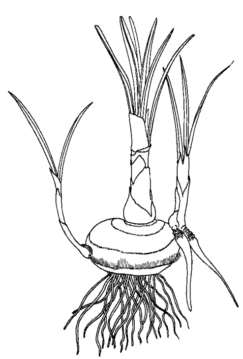 494x730 crocus corm in spring biological drawings of vegetative - Crocus Drawing