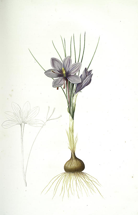 Crocus Drawing at PaintingValley.com | Explore collection of Crocus Drawing