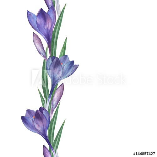 500x500 crocus seamless floral pattern watercolor illustration hand - Crocus Drawing