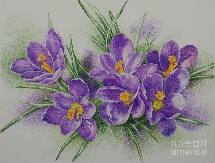 900x685 crocuses drawing - Crocus Drawing