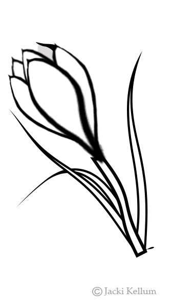 336x600 draw a pair of crocus pages class march how to draw artworks - Crocus Drawing