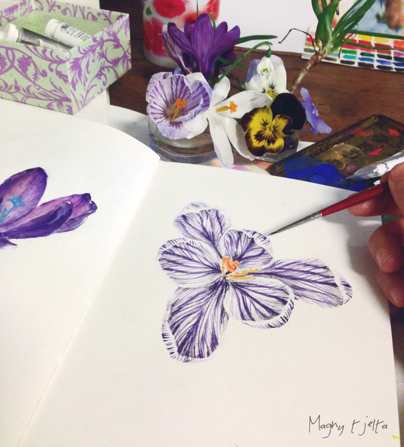 1312x1451 drawing crocus magny tjelta - Crocus Drawing