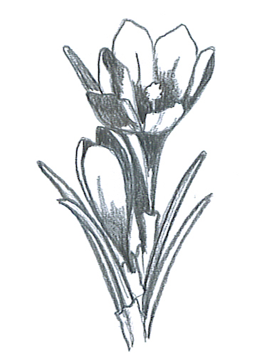 361x510 flower sketches - Crocus Drawing