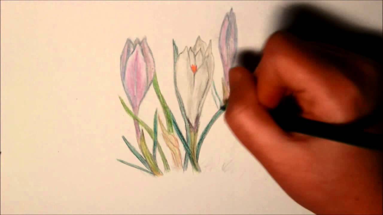 1280x720 me drawing a spring crocus - Crocus Drawing