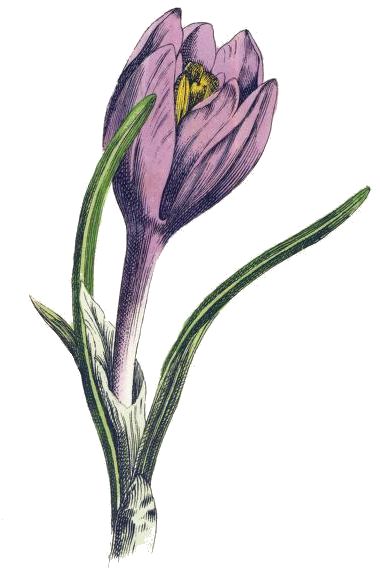 380x577 purple crocus drawing watercolor in drawings, spring - Crocus Drawing