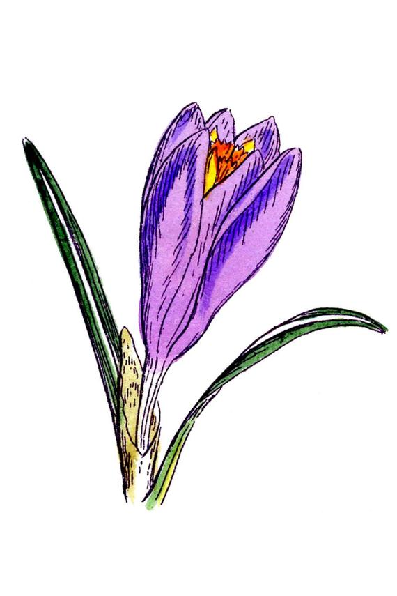 Crocus Drawing at Explore collection of Crocus Drawing