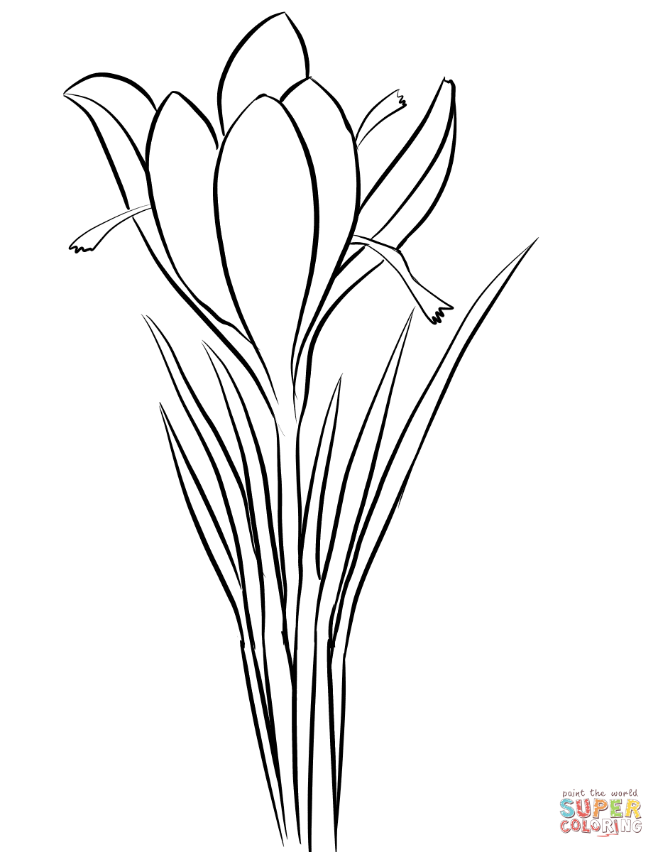 927x1200 saffron crocus - Crocus Drawing