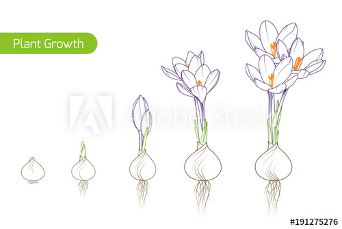 500x334 spring crocus flower growth germination evolution phases from bulb - Crocus Drawing