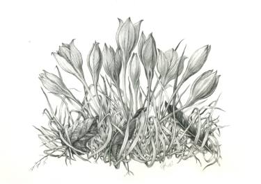 375x265 autumn crocuses drawing - Crocus Drawing