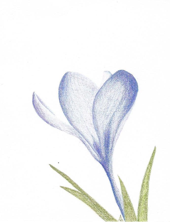 690x900 blue crocus drawing - Crocus Drawing